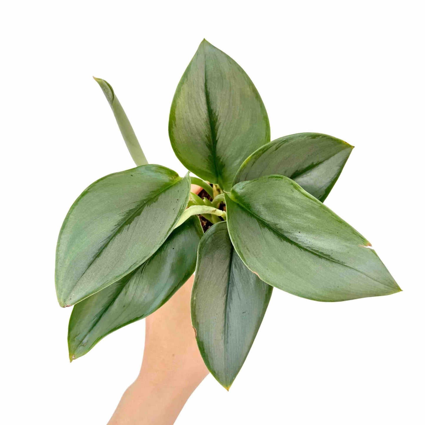 Un jeune Scindapsus Moonlight aux feuilles vert foncé avec un aspect argenté, planté dans un petit pot noir