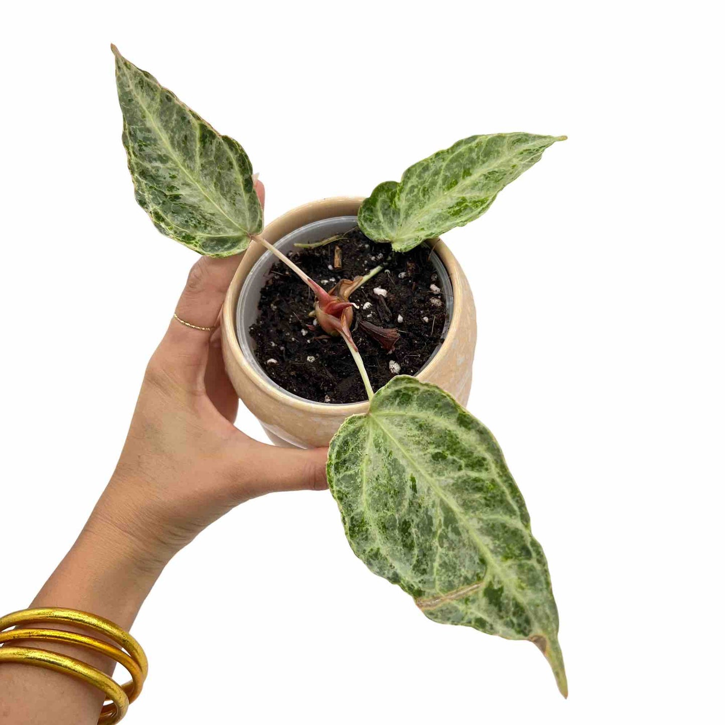 Anthurium Silver Blush Mint - plantandstories