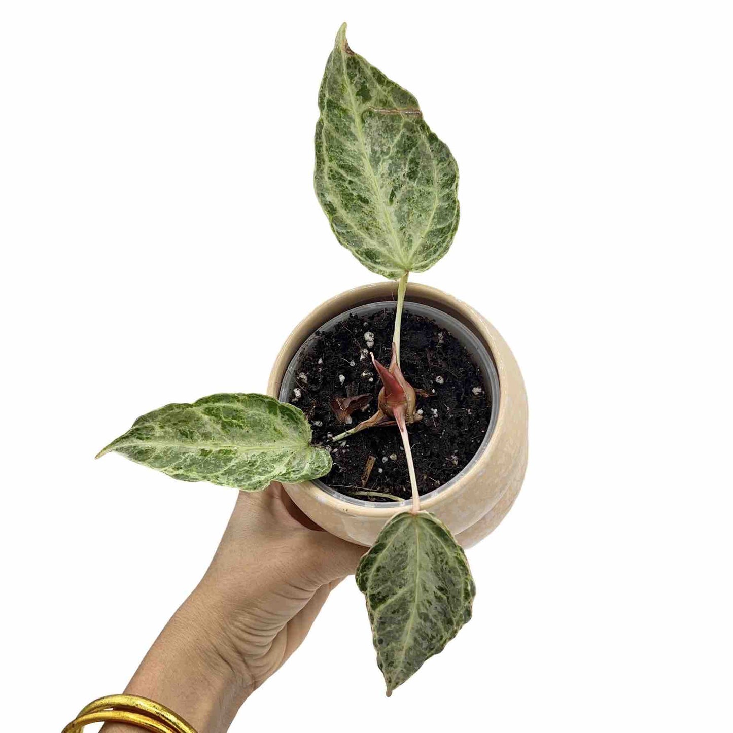 Anthurium Silver Blush Mint - plantandstories
