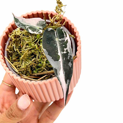 Alocasia Bambino Variegata