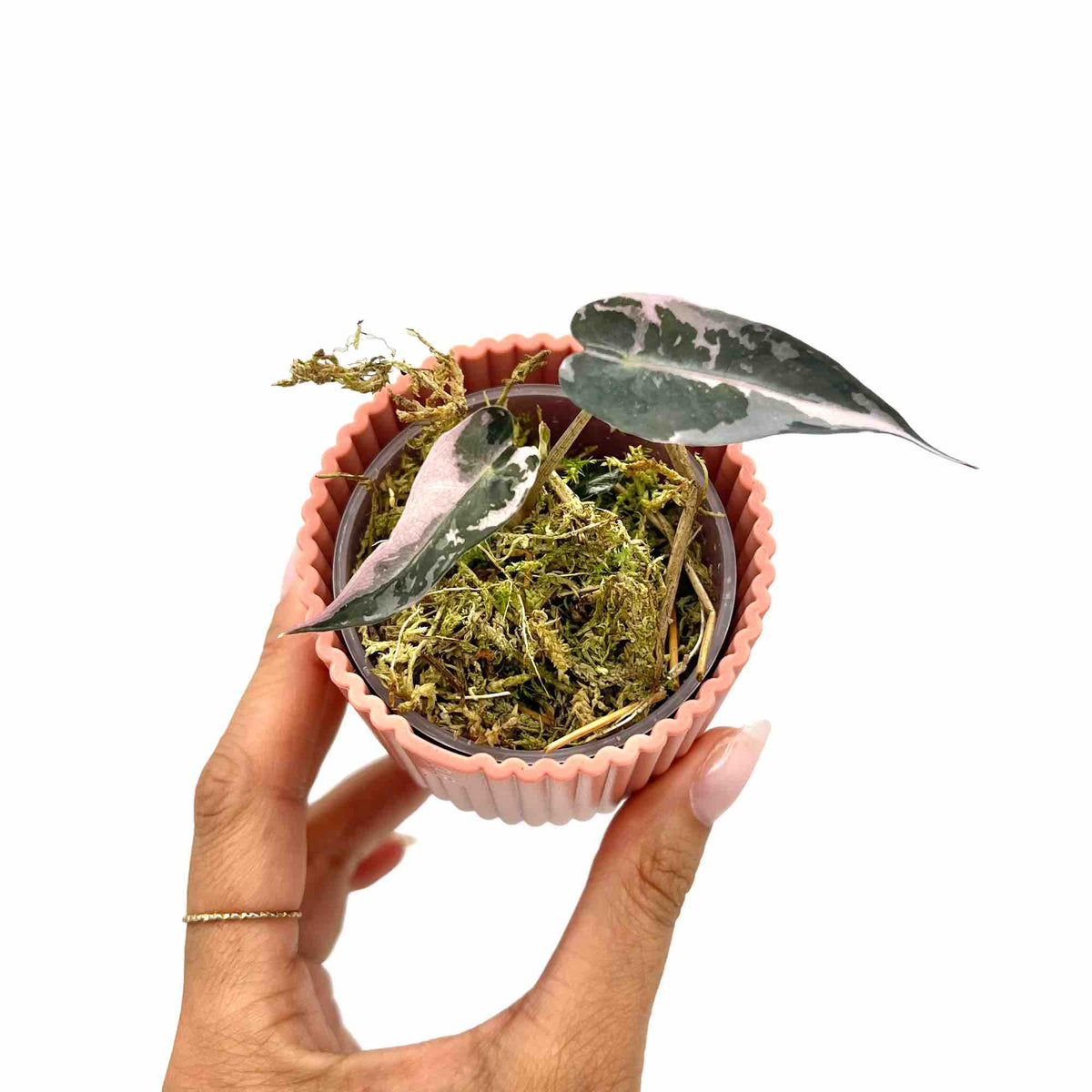 Un jeune Alocasia Bambino Variegata aux feuilles roses et vertes dans un pot rose clair nervuré, au milieu de mousse