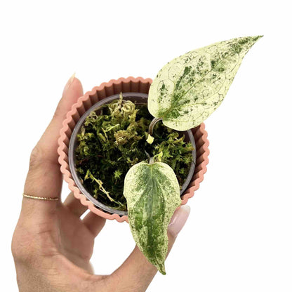 Piper Macropiper Variegata - plantandstories