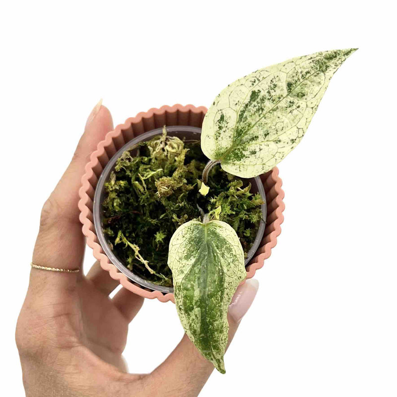 Piper Macropiper Variegata