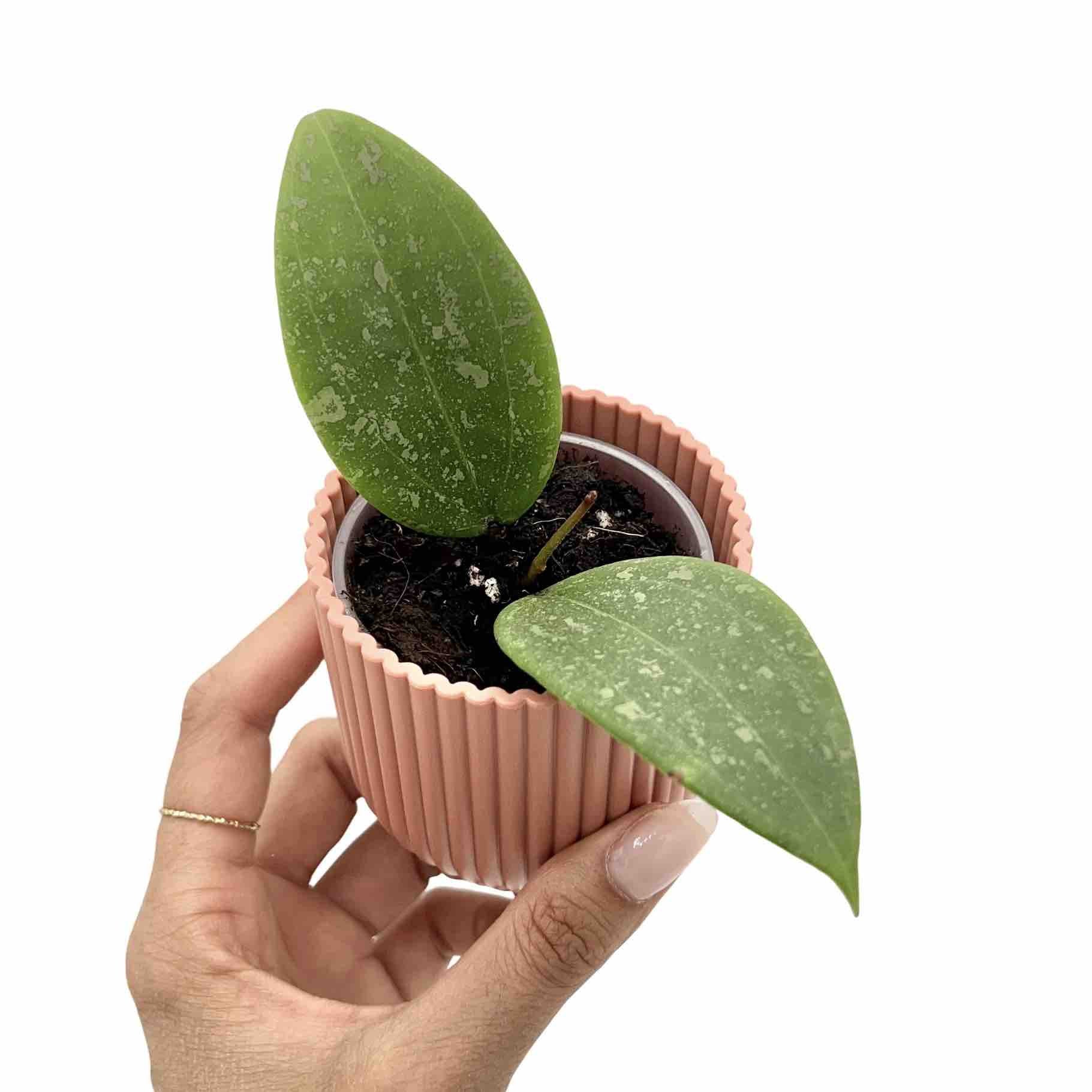 Hoya Verticillata Wibergiae - plantandstories