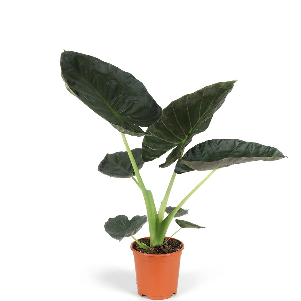 Alocasia Regal Shields en pot de 21 cm, hauteur 90 cm, photographié sur fond blanc