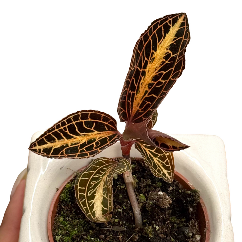 Anoectochilus chapaensis