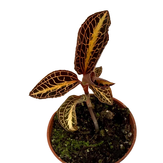 Anoectochilus chapaensis aux feuilles vert foncé et nervures dorées brillantes, dans un petit pot en terre cuite
