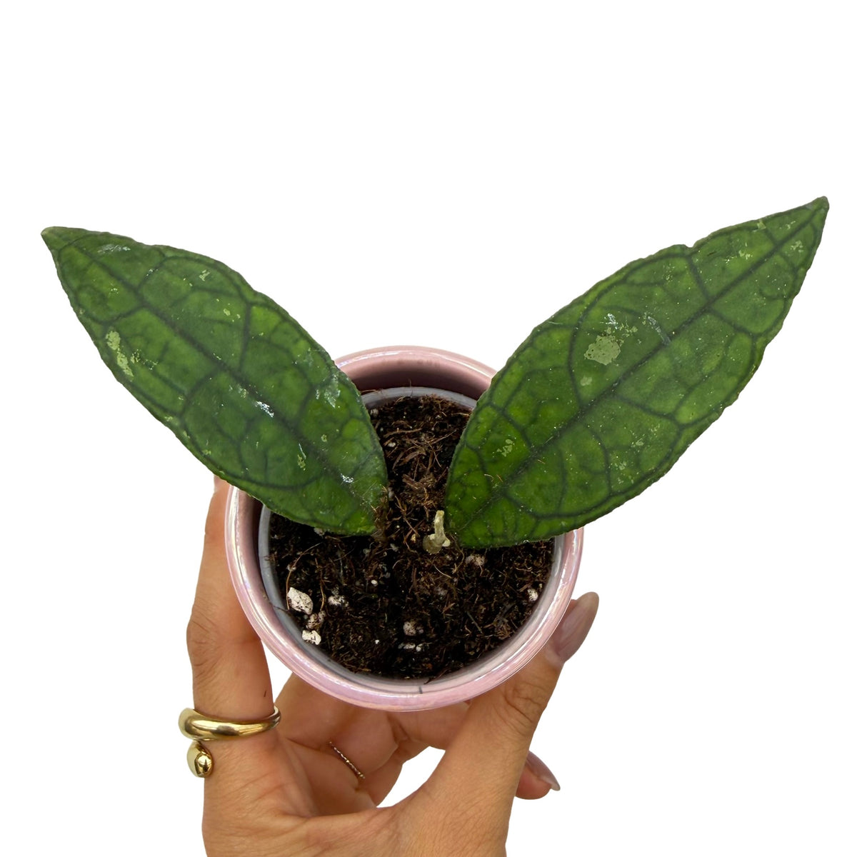 Hoya finlaysonii
