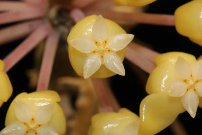 Hoya sp. Flores Island UT038