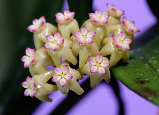 Bouquet de fleurs de Hoya 'Rindu Rafflesia' aux corolles crème et couronnes rose vif, sur fond violet