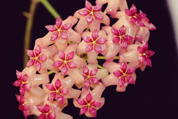 Gros plan sur une grappe de fleurs Hoya Surigaoensis EG 00897 aux pétales roses pâles et centres fuchsia