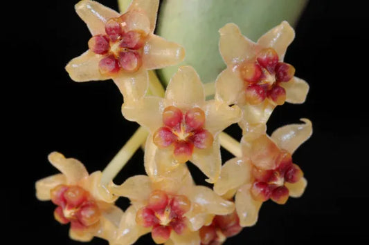 Gros plan sur les fleurs étoilées de Hoya Burmanica, avec leurs pétales crème et leurs cœurs rouges