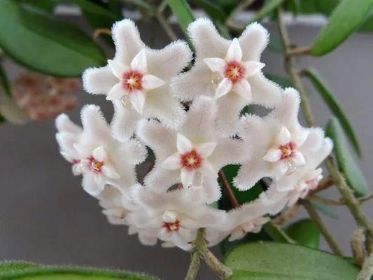 Hoya Chouke