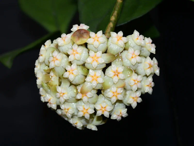 Gross plan sur les inflorescences de Hoya Crassipetiolata aux fleurettes et pistils blancs et orange sur fond sombre