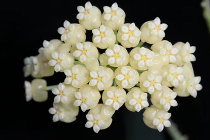 Grappe de fleurs de Hoya Hellwigiana aux petites corolles blanc crème, au cœur jaune pale sur fond sombre