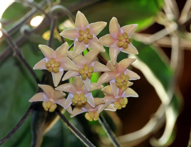 Amas de fleurs Hoya Hypolasia aux petales couleur creme et au coeur jaune, sur une liane feuillue