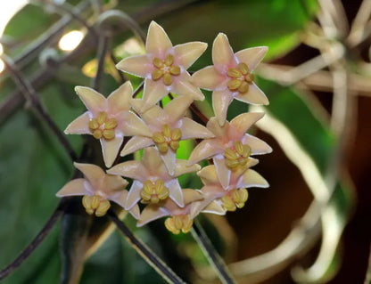 Amas de fleurs Hoya Hypolasia aux petales couleur creme et au coeur jaune, sur une liane feuillue