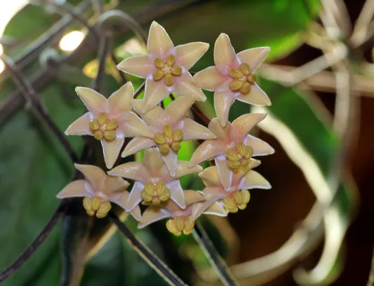 Hoya Hypolasia