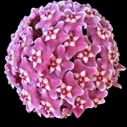 Amas de fleurs de Hoya Carnosa 'Dee's Big One' aux pétales roses duveteux et au centre blanc et rouge