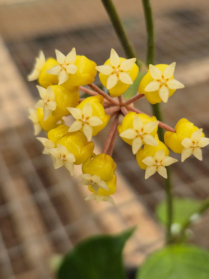 Hoya sp. Flores Island UT038