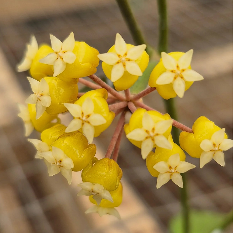 Hoya sp. Flores Island UT038