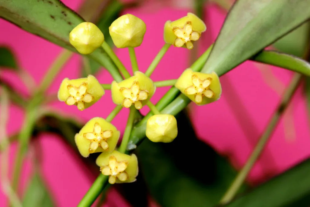 Un gros plan sur une grappe de petites fleurs jaune pâle d'Hoya Tsangii Albomarginata Variegata avec un fond fuchsia