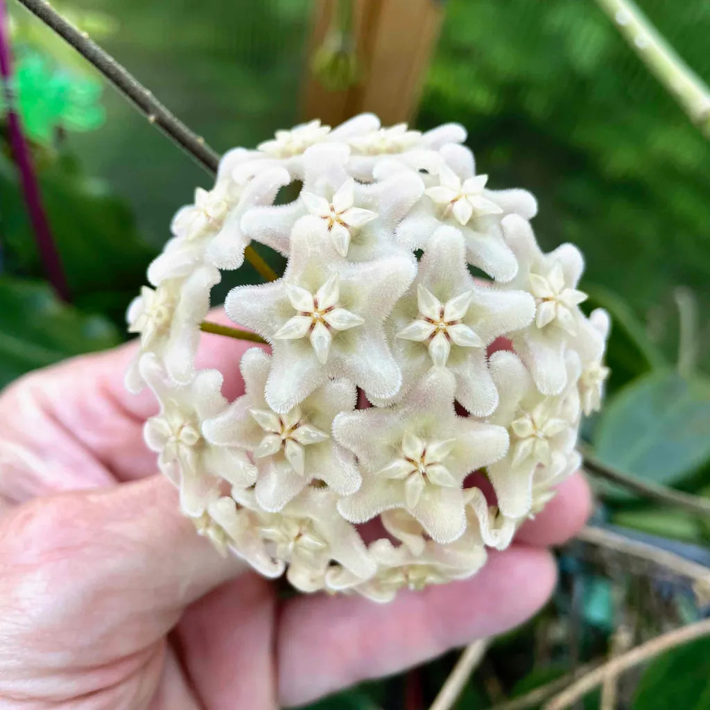 Gros plan sur une magnifique fleur d'hoya vangviengiensis, avec de petites étoiles blanches et un cœur orangé