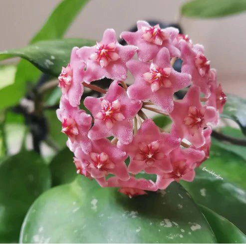 Grappe de fleurs roses étoilées et duveteuses de Hoya Carnosa 'Stardust' sur un fond de feuilles vertes