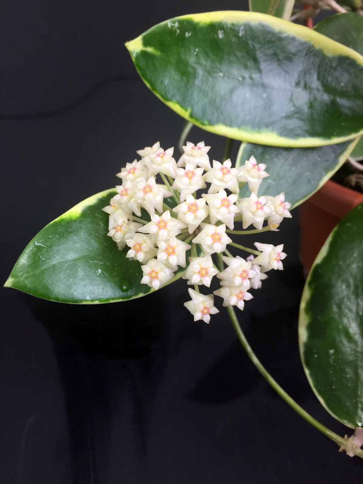 Hoya Verticillata 'Panglay Variegata'