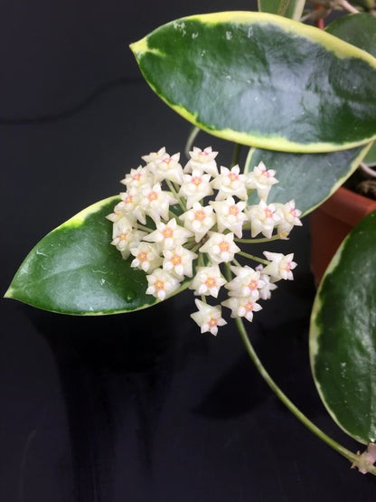 Hoya Verticillata 'Panglay Variegata'