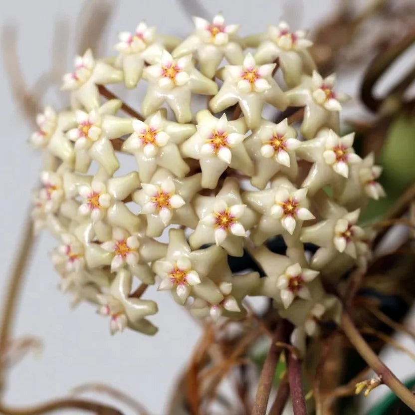 hoya sp Loei
