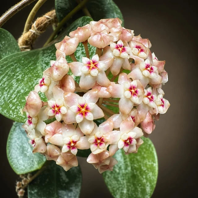 Superbe grappe de fleurs Hoya Verticillata Nganjuk rose pâle à cœur fuchsia et jaune, feuilles vertes marbrées