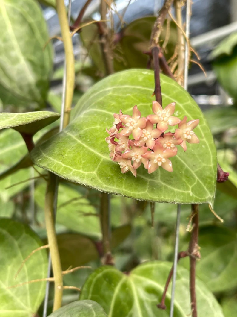 Hoya Sarawak Cream