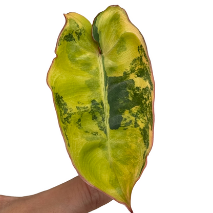 Philodendron Billietiae Variegata