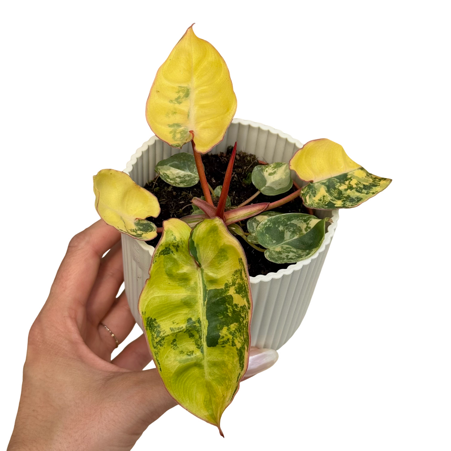 Philodendron Billietiae Variegata en pot blanc a cotes, avec de jeunes feuilles jaune pale et vert marbre