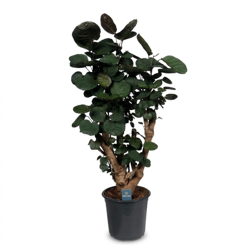 Polyscias scutellaria 'Fabian' - Aralia Fabian - Pot de 21cm - Hauteur 95cm