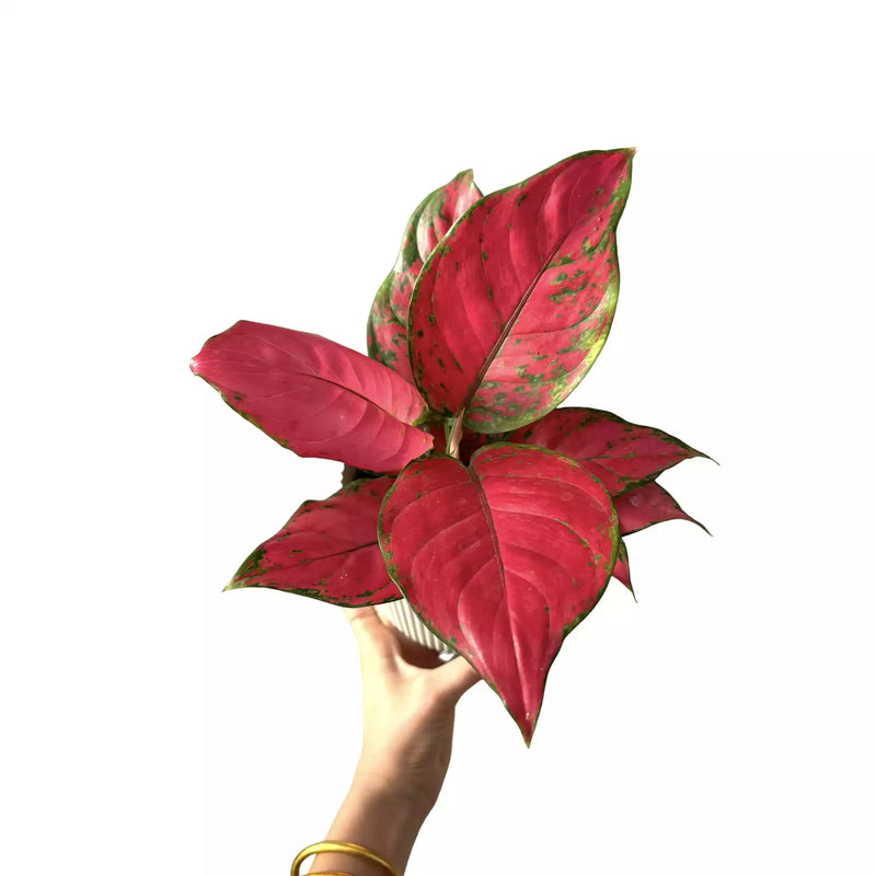 Aglaonema Cherry Baby