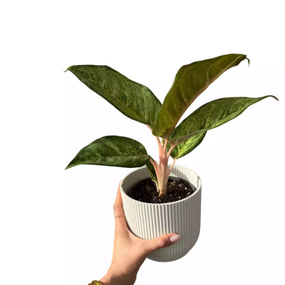 Aglaonema Corn Silk