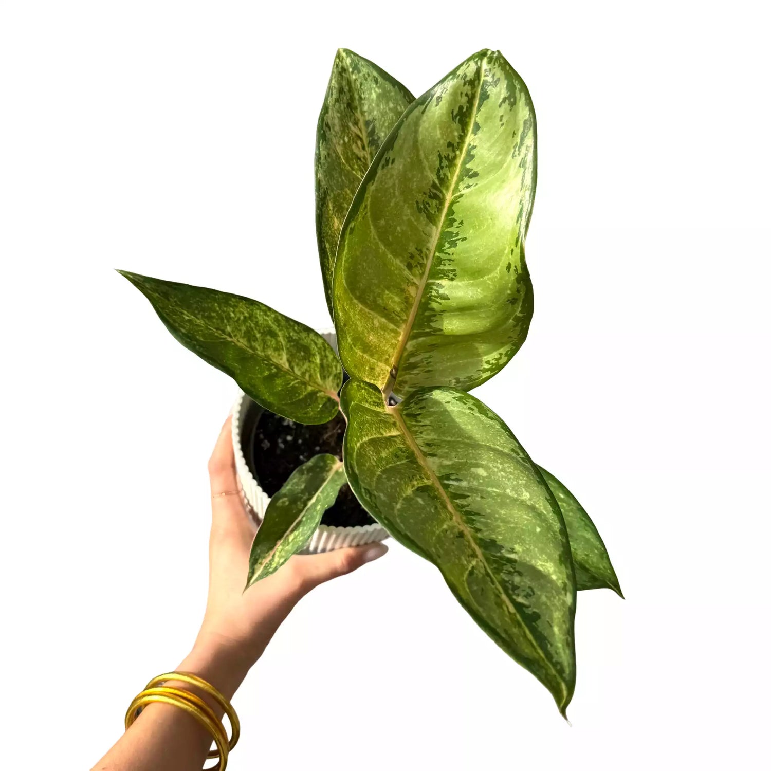 Aglaonema Corn Silk avec de grandes feuilles vert clair et vert foncé panachées dans un pot blanc texturé