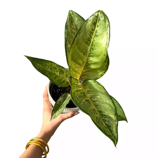 Aglaonema Corn Silk
