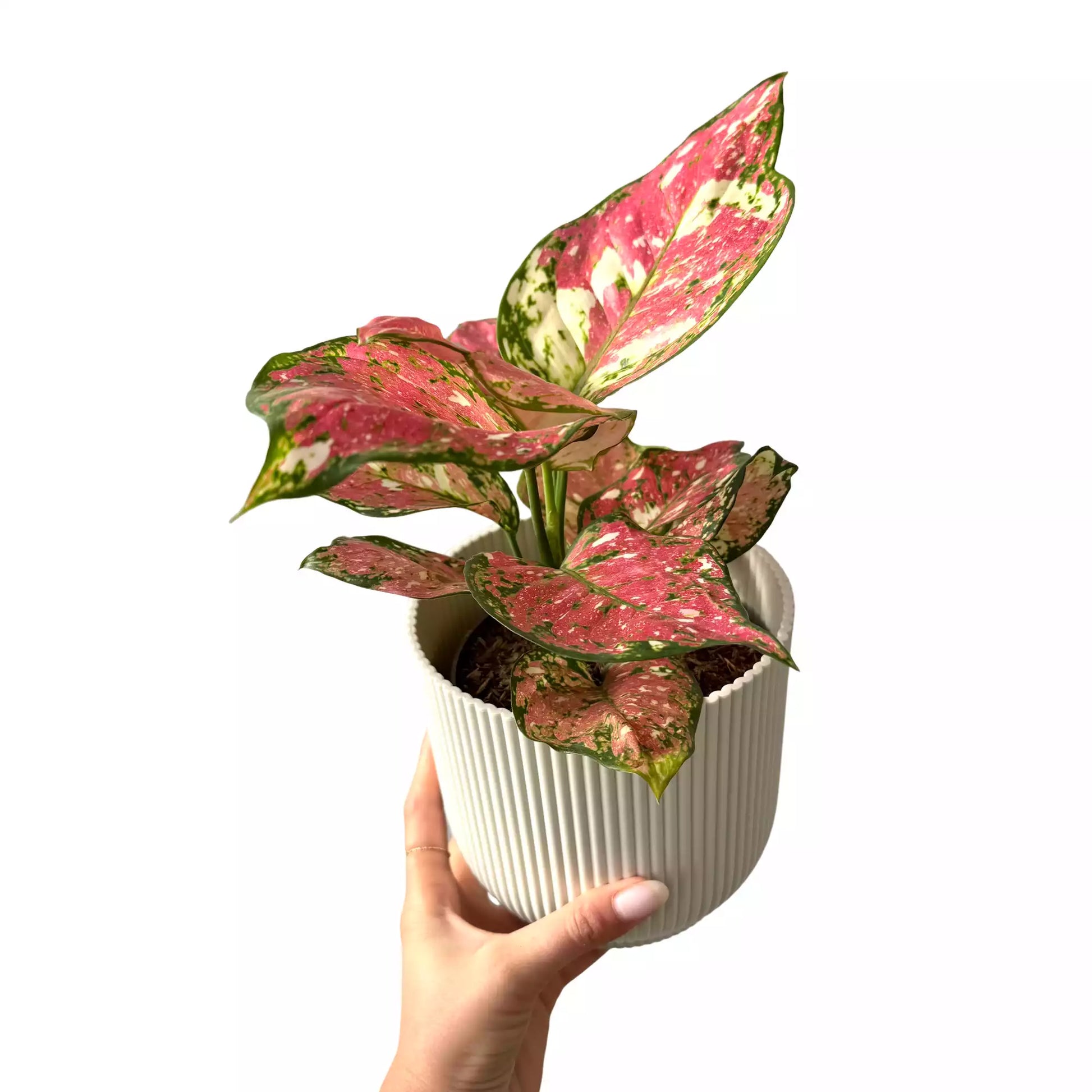 steel aglaonema Aglaonema Jazzy Red – plantandstories