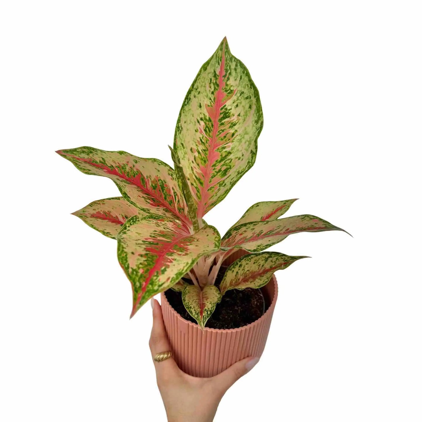 Aglaonema Painted Celebration - plantandstories