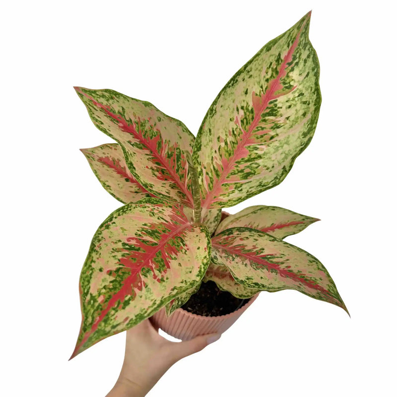 Aglaonema Painted Celebration