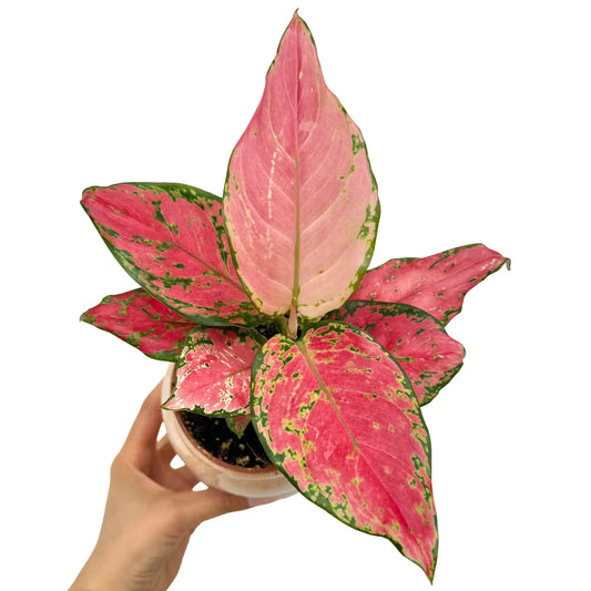Aglaonema Pink Star