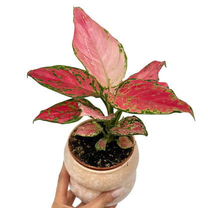 aglaonema origin Aglaonema Pink Star: Radiant Pink-Green, Bright, Charming – plantandstories