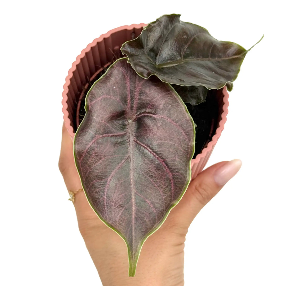 Alocasia Azlanii avec ses feuilles sombres aux nervures roses intenses, dans un pot en plastique rose pâle à rayures