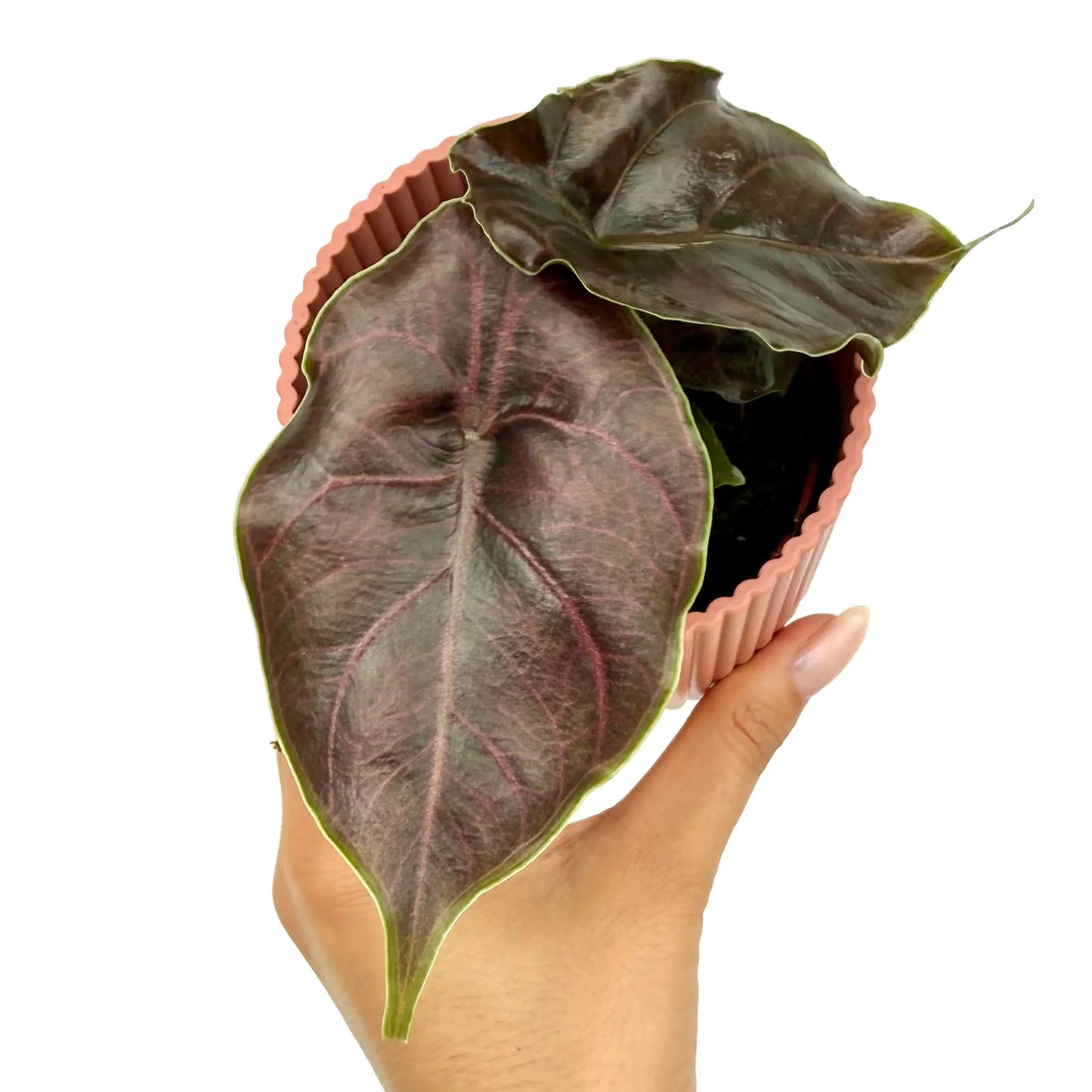 Alocasia Azlanii