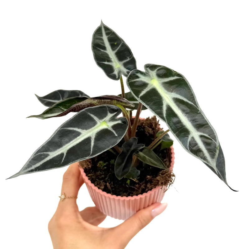 Alocasia Bambino Arrow