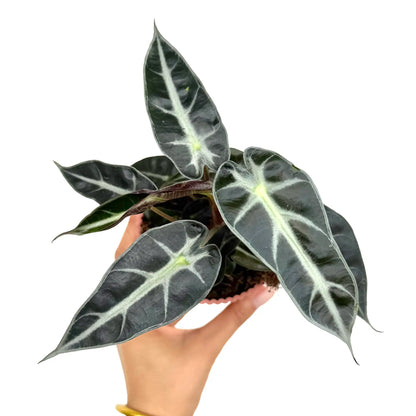 Alocasia Bambino Arrow
