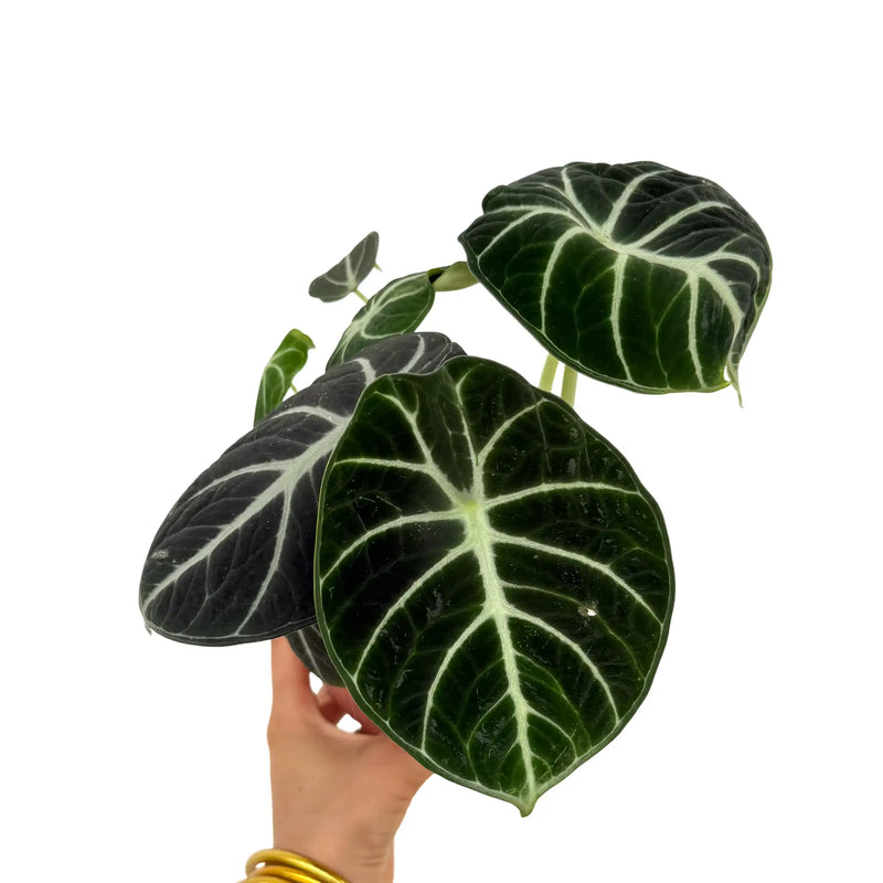 Alocasia Black Ninja
